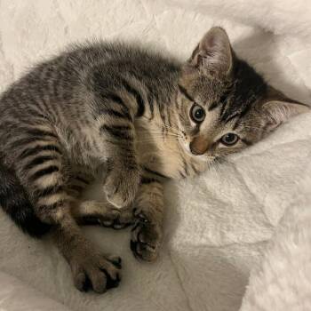 Domestic Short Hair Cats Available for Adoption in Wind Gap, Pennsylvania - Maxx | PetCurious