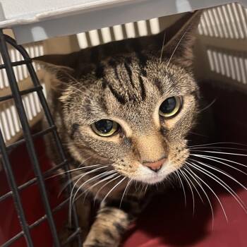 Lilith -  Domestic Short Hair Cat for Adoption in Tampa, Florida - Lilith | PetCurious