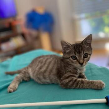 Thelma Ritter -  Domestic Short Hair Cat for Adoption in Los Angeles, California - Thelma Ritter | PetCurious