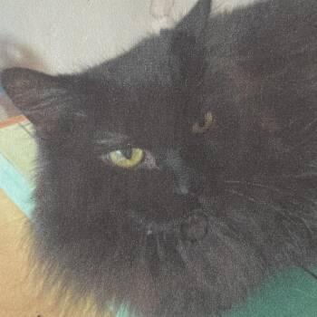 Melodie -  Domestic Long Hair Cat for Adoption in St. Louis, Missouri - Melodie | PetCurious