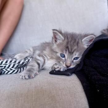 Daphne -  Domestic Short Hair Cat for Adoption in Nampa, Idaho - Daphne | PetCurious