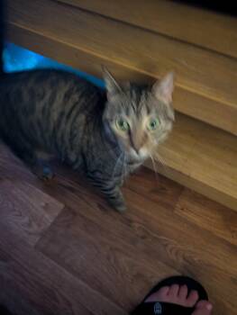 Zelda -  Domestic Short Hair Cat for Adoption in Homer Glen, Illinois - Zelda | PetCurious
