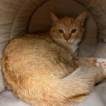 Domestic Short Hair Cats Available for Adoption - Morty | PetCurious