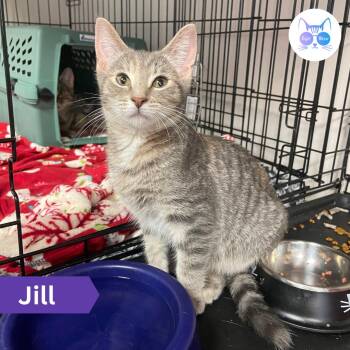 Jill -  Domestic Short Hair Cat for Adoption in Penfield, New York - Jill | PetCurious