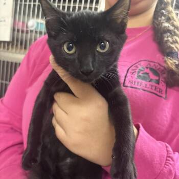 Fandango 29830 -  Domestic Short Hair Cat for Adoption in Middleburg, Florida - Fandango 29830 | PetCurious