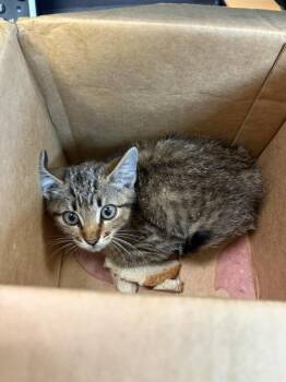 Lunchmeat -  Domestic Short Hair Cat for Adoption in Mobile, Alabama - Lunchmeat | PetCurious