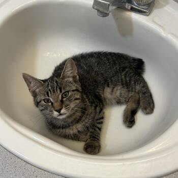 Eden -  Domestic Short Hair Cat for Adoption in Harrisonburg, Virginia - Eden | PetCurious
