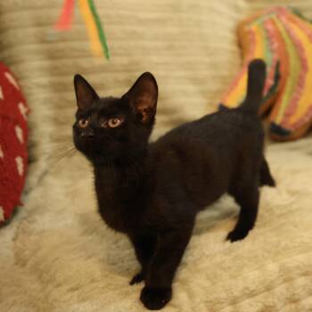 Ander Dingus 56196 -  Domestic Short Hair Cat for Adoption in Eaton Rapids, Michigan - Ander Dingus 56196 | PetCurious