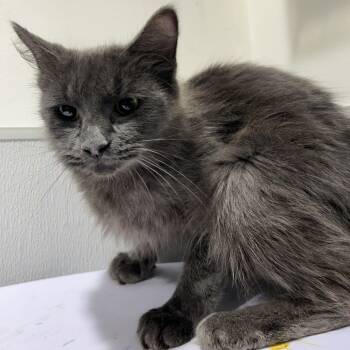 Rescue Domestic Short Hair Cats for Adoption in Tampa, Florida - Misty | PetCurious