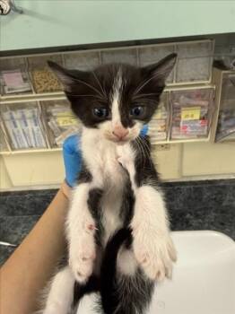 Domestic Short Hair Cats Available for Adoption in Woodland, California - *SCRUFF | PetCurious