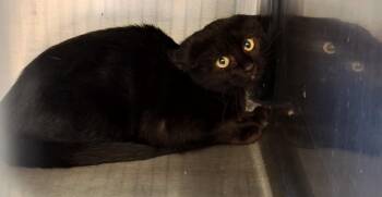 Rescue Domestic Short Hair Cats for Adoption in Wahpeton, North Dakota - Venom | PetCurious