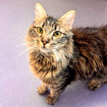 Domestic Medium Hair and Torbie Cats Available for Adoption in Burlingame, California - Pudding | PetCurious