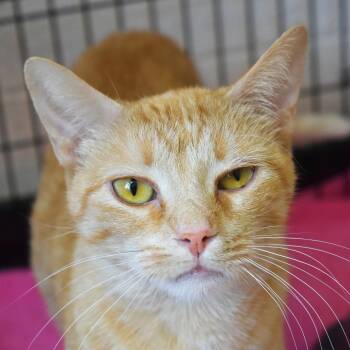 Rescue Domestic Short Hair Cats for Adoption in Waynesboro, Pennsylvania - Lilly | PetCurious