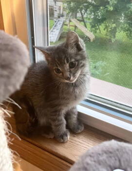 Rescue Domestic Short Hair Cats for Adoption in Minneapolis, Minnesota - Runty | PetCurious