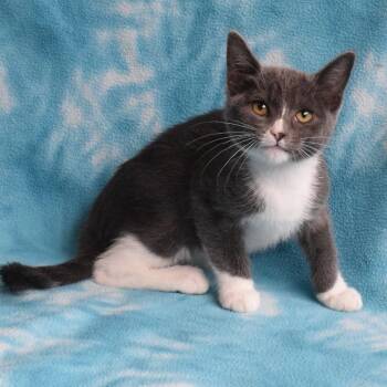 Flint 52961 -  Domestic Short Hair Cat Available for Adoption in Eureka, California - Flint 52961 | PetCurious