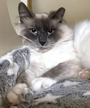 Domestic Long Hair Cats Available for Adoption in Dedham, Massachusetts - PRINCE | PetCurious