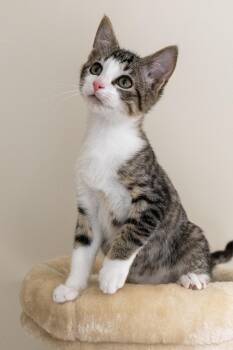 Sprout -  Domestic Short Hair Cat for Adoption in Duluth, Georgia - Sprout | PetCurious