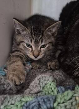 Bubba -  Domestic Short Hair Cat for Adoption in Thompson Falls, Montana - Bubba | PetCurious