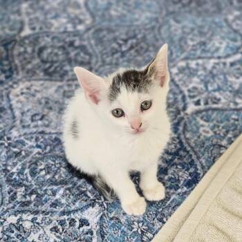 Birdie -  Domestic Short Hair Cat for Adoption in East Hanover, New Jersey - Birdie | PetCurious