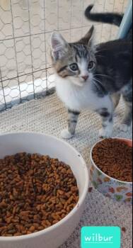 Rescue Domestic Short Hair Cats for Adoption in Walworth, Wisconsin - Wilbur | PetCurious