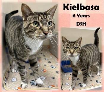 Kielbasa -  Domestic Short Hair Cat for Adoption in Franklin, Indiana - Kielbasa | PetCurious