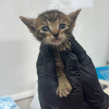 Tide -  Domestic Short Hair Cat for Adoption in Corpus Christi, Texas - Tide | PetCurious