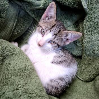 Rayita -  Domestic Short Hair Cat for Adoption in Guaynabo, Guaynabo - Rayita | PetCurious