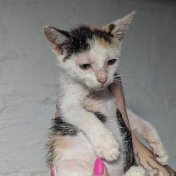 Tirimisu -  Domestic Short Hair Cat for Adoption in Johnstown, Pennsylvania - Tirimisu | PetCurious