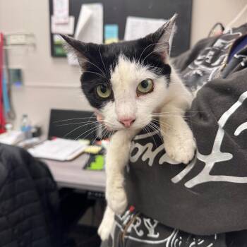 Kylie -  Domestic Short Hair Cat for Adoption in Columbiana, Alabama - Kylie | PetCurious
