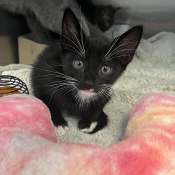 Cousteau -  Domestic Short Hair Cat for Adoption in Los Angeles, California - Cousteau | PetCurious