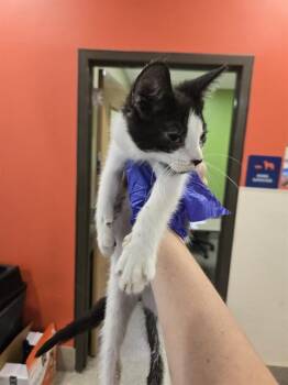 NOLAN -  Domestic Short Hair Cat for Adoption in Louisville, Kentucky - NOLAN | PetCurious