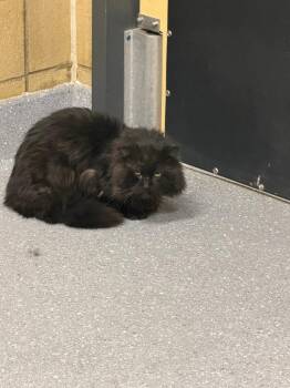 Domestic Long Hair Cats Available for Adoption in Greenfield, Indiana - Midnight | PetCurious