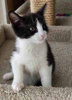 Lily II -  Domestic Short Hair Cat Available for Adoption in Sebastian, Florida - Lily II | PetCurious