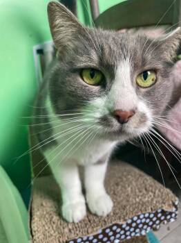 LIZZIE -  Domestic Short Hair Cat for Adoption in Flint Hill, Virginia - LIZZIE | PetCurious