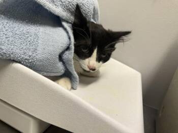 CHIEF -  Domestic Long Hair Cat for Adoption in Kent, Washington - CHIEF | PetCurious