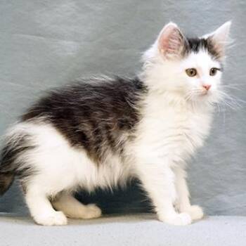 Boone -  Domestic Medium Hair Cat for Adoption in Maynardville, Tennessee - Boone | PetCurious