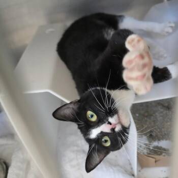 Lorelai -  Domestic Short Hair Cat for Adoption in Eureka Springs, Arkansas - Lorelai | PetCurious