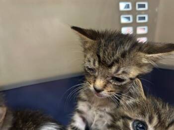 A383361 -  Domestic Short Hair Cat for Adoption in Ocala, Florida - A383361 | PetCurious