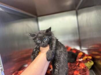 RAYMOND -  Domestic Short Hair Cat for Adoption in Grand Prairie, Texas - RAYMOND | PetCurious