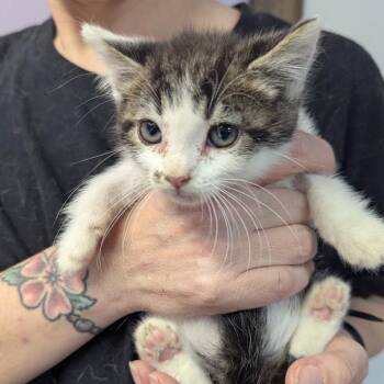 Furcules -  Domestic Short Hair Cat for Adoption in Johnstown, Pennsylvania - Furcules | PetCurious