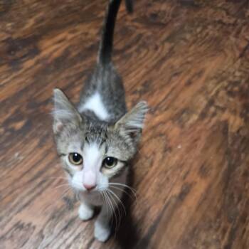 McLaughlin -  Domestic Short Hair Cat for Adoption in San Antonio, Texas - McLaughlin | PetCurious