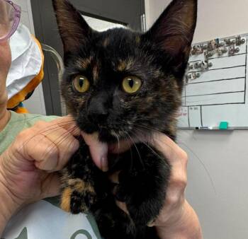 Leather -  American Shorthair Cat for Adoption in Van Wert, Ohio - Leather | PetCurious