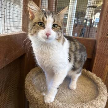 Watts -  Domestic Medium Hair Cat for Adoption in Marana, Arizona - Watts | PetCurious