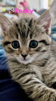 Rocky -  Domestic Medium Hair Cat for Adoption in Reston, Virginia - Rocky | PetCurious