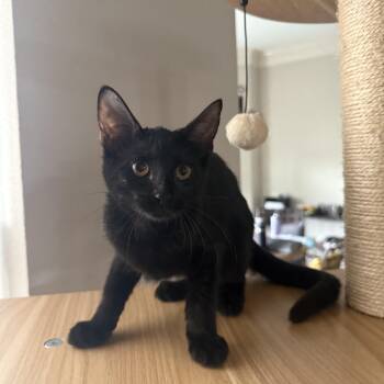 Chona -  Domestic Short Hair Cat for Adoption in Missouri City, Texas - Chona | PetCurious