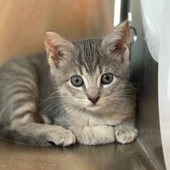Drift -  Domestic Short Hair Cat for Adoption in Cumming, Georgia - Drift | PetCurious