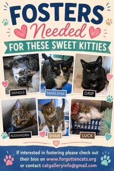 Domestic Short Hair Cats Available for Adoption in Greenville, Delaware - Fosters Needed For Special Cats | PetCurious
