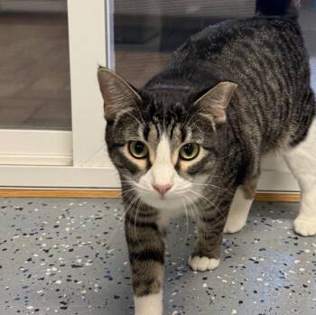 Tink -  Domestic Short Hair Cat for Adoption in Yankton, South Dakota - Tink | PetCurious