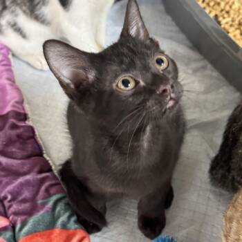 Taffy -  Domestic Short Hair Cat for Adoption in Crossville, Tennessee - Taffy | PetCurious
