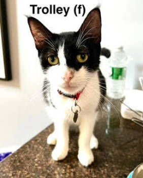 Rescue Domestic Short Hair Cats for Adoption in Saugerties, New York - Trolley | PetCurious